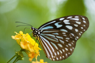 【人生相談】壇蜜を目指して黒髪ロングにしたら「死を覚悟した蛾」といわれました