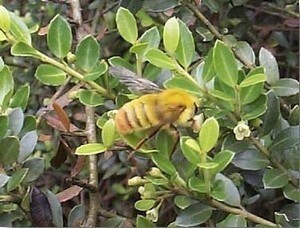 【エンタメCOBS】刺さないハチ!?　ライポンの謎を追う！