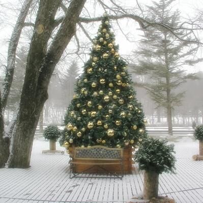 【エンタメCOBS】クリスマスツリーはどうしてモミの木？　意外と知らないXmasうんちく