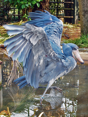 【雑学キング！】"キモかわいい"と話題騒然の「ハシビロコウ」の魅力に迫る