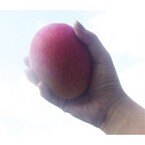 【エンタメCOBS】うますぎる！ 宮古島のマンゴーを食べよう！