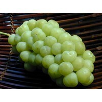 【エンタメCOBS】岡山県発！　「桃太郎ぶどう」の驚きの美味さ