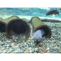 【エンタメCOBS】知らなくてもちっとも損をしない10の雑学