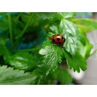 【エンタメCOBS】虫が苦手な人6割超　一番苦手な虫は!?