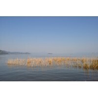 【エンタメCOBS】織田信長さんのなごむ話