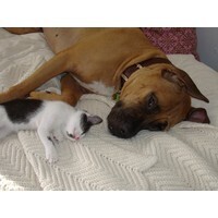 【エンタメCOBS】犬と猫、飼うならどっち？