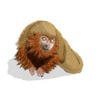 【エンタメCOBS】人間の想像を超えた新種生物の世界