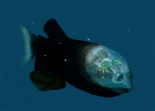 【エンタメCOBS】人間の想像を超えた新種生物の世界