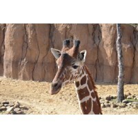 【エンタメCOBS】世界のヘンな動物「ヘー」な話