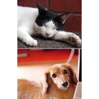 【エンタメCOBS】永遠のライバル!?　愛犬家VS愛猫家のウチの子アピール合戦