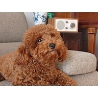 【COBCOB世論調査】女性が言う「かわいい」、本当の意味って？