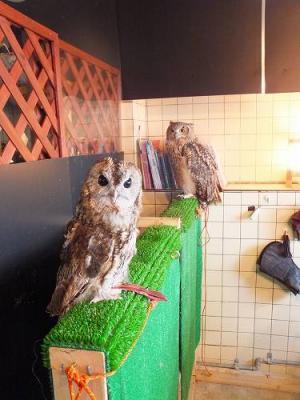 【コブスくんのモテ男道！】今、動物好き女子の間で話題の「猛きん類カフェ」に行ってみました！