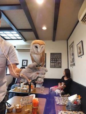 【コブスくんのモテ男道！】今、動物好き女子の間で話題の「猛きん類カフェ」に行ってみました！