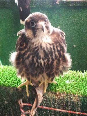 【コブスくんのモテ男道！】今、動物好き女子の間で話題の「猛きん類カフェ」に行ってみました！