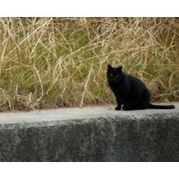 【エンタメCOBS】こんなのあるの!? 海外の迷信たち！