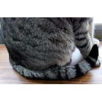 【エンタメCOBS】ペット禁止物件でペットを飼っているのがバレた！どうすればいい!?