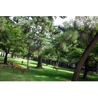 【エンタメCOBS】奈良発　鹿にまつわるエトセトラ 『鹿サイダー』!?