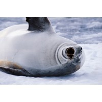 【エンタメCOBS】もしも科学シリーズ(21)：もしも世界一寒い場所で暮らしたら