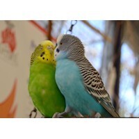 【COBCOB世論調査】付き合った人数は3人、キスした人数は6人!?　交際前にするキスの理由