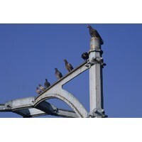 【エンタメCOBS】ハトの子どもは存在する？　ハトについて気になることを聞いてみた