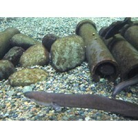 【エンタメCOBS】どれだけ知ってる？　日本の絶滅危惧種たち