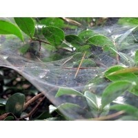 【雑学キング！】都市部にも出没! 危険なクモから身を守る方法