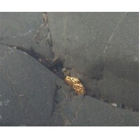 【エンタメCOBS】砂金を掘る趣味の話