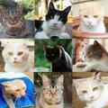 実写「ねこあつめ」猫12匹の写真が初公開! 輝く毛並みに出演者もメロメロ