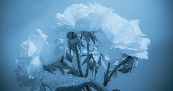 有名人の自殺報道に専門機関が注意喚起する理由　問題は「葛藤なき発信」