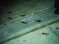赤い足跡、闇に包まれた校舎…橋本環奈『カラダ探し』の恐怖写真を一挙公開