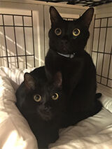 黒猫×タロット &amp;#124; かわいい猫の兄妹が「恋の行方」を占う【恋占ニュース】