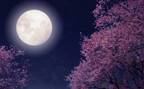 蠍座は次の方向性が自然と見えてくるとき…4月17日_天秤座満月【新月満月からのメッセージ】