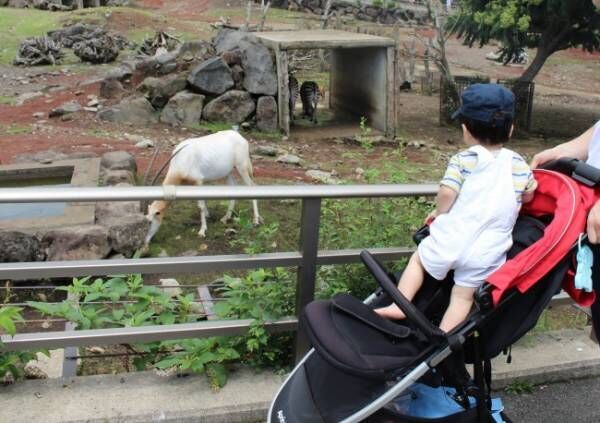 《ママたちの子連れ旅レポート》話題の観光スポット「伊豆アニマルキングダム」って、どんなところ？
