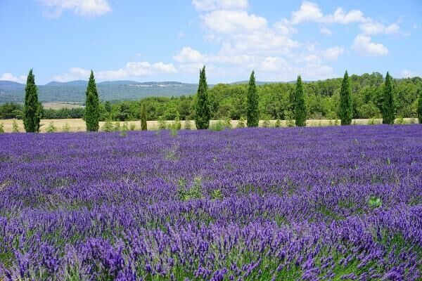 Lavender field 1595580 1280