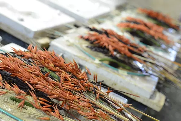 Marzi ph daniele corbo 37