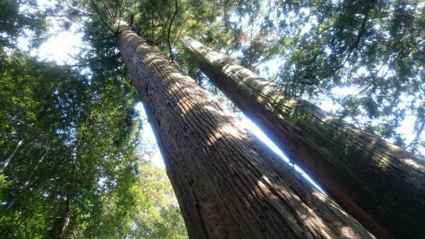 御朱印を集めて各地の神社を巡る「御朱印ガール」とは