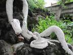 東京の白蛇さま「上神明天祖神社」【巫女ライターの神社と御朱印めぐり＃１】