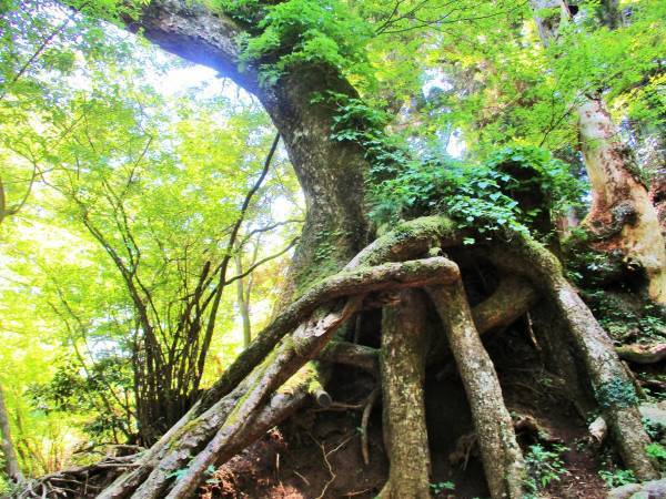 神社でデトックス！　心と体をきれいにする「夏越の大祓」とは