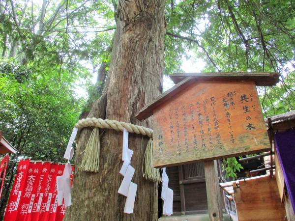 子育てと厄除けの八幡さま「大宮八幡宮」【巫女ライターの神社と御朱印めぐり＃３】