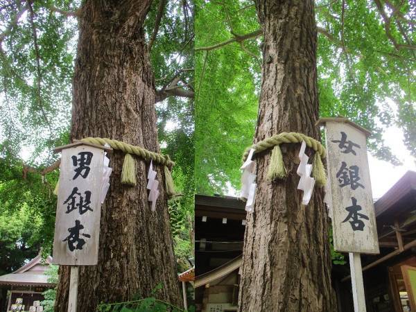 子育てと厄除けの八幡さま「大宮八幡宮」【巫女ライターの神社と御朱印めぐり＃３】