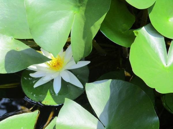 太陽と月と海原の三貴子が鎮まる「阿佐ヶ谷神明宮」【巫女ライターの神社と御朱印めぐり＃５】