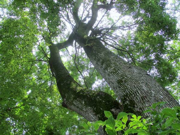 太陽と月と海原の三貴子が鎮まる「阿佐ヶ谷神明宮」【巫女ライターの神社と御朱印めぐり＃５】