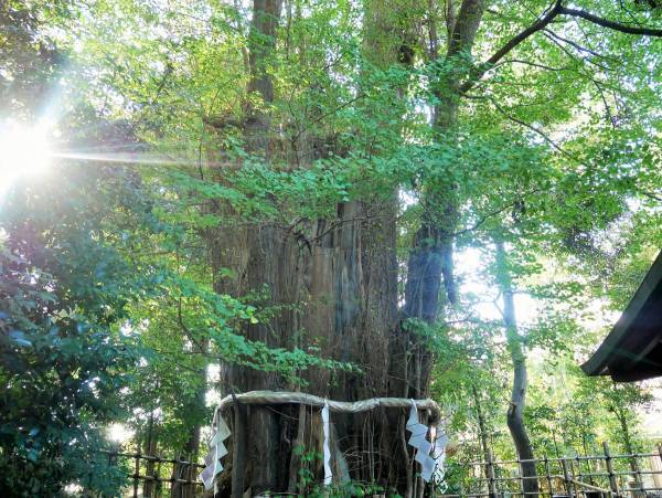 武蔵国を総べる社「大國魂神社」【巫女ライターの神社と御朱印めぐり＃６】