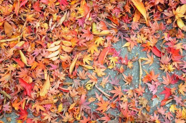 シーンで選ぶ秋色リップ〜デパコス編【偏愛コスメ＃１】