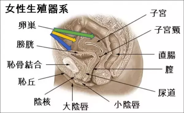 手を使うだけ。骨盤内の不調をセルフチェックする簡単な方法