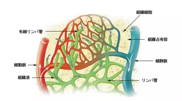 下半身のむくみを和らげる簡単な方法