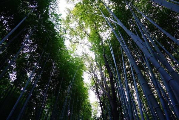 「美人祈願」で有名な京都のスポットめぐり 美の神を追いかける旅