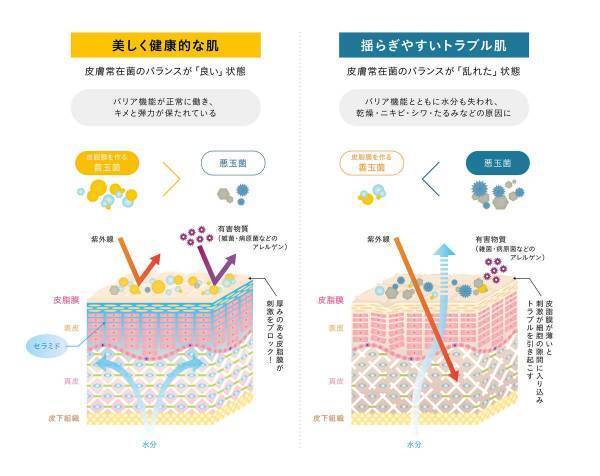 スキンケアブランド「SOPHISTANCE」より肌フローラに着目した高機能クリームが新発売！