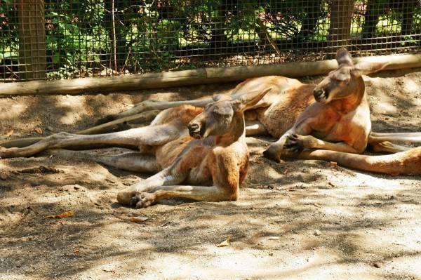 「元気」はもうあきらめた