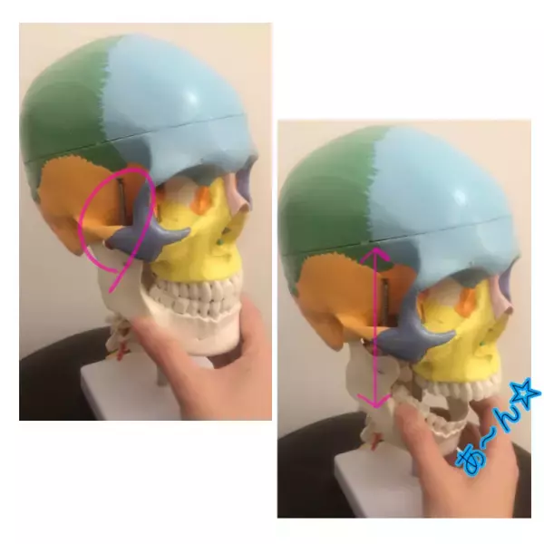 大顔、ひどいエラ張り……小顔になれない理由は「咬筋の発達」